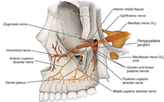 ) الفروع السنخية العلوية األمامية ASA (anterior superior alveolar branches وهي تتفرع عن العصب حتت احلجاجي قبل خروجه من الثقبة حتت احلجاجية ( األمامية( مبسافة )6mm( تقريبا تسري يف