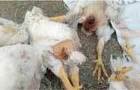Poultry Breeding World Magazine Dhc Gى e Udg Oo Dg Hc Gل Ojeaej Ojgea 15 م Pdf تحميل مجاني