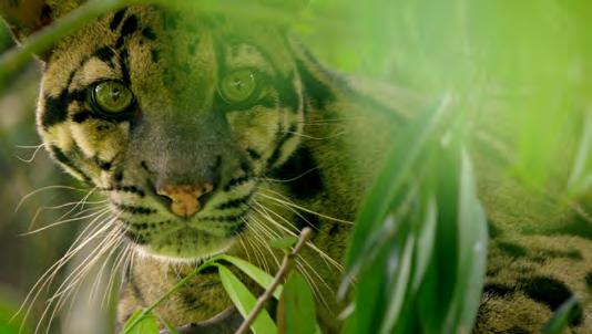 Asia Nat Geo WILD brings you closer than ever before to Asia s most extraordinary big cats in this collection of special programs, combining visually stunning imagery