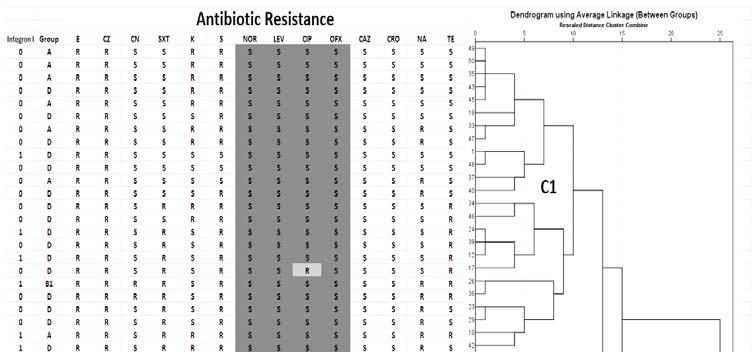 ... from Characterization of Escherichia Coli 40 independent of phylogenetic groups (Figure 2).