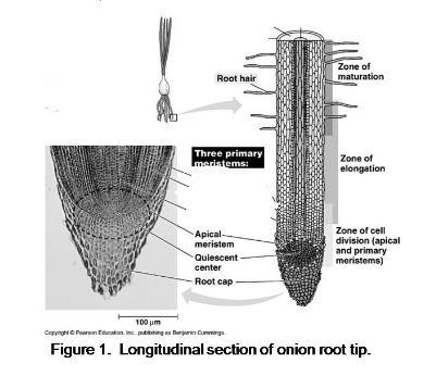 ..Examine prepared slides of onion root tips.
