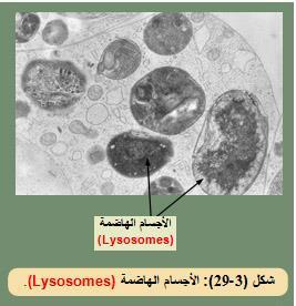 Chloroplast األجسام الهاضمة