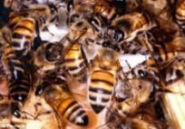 bees Carniolan bees Warrick