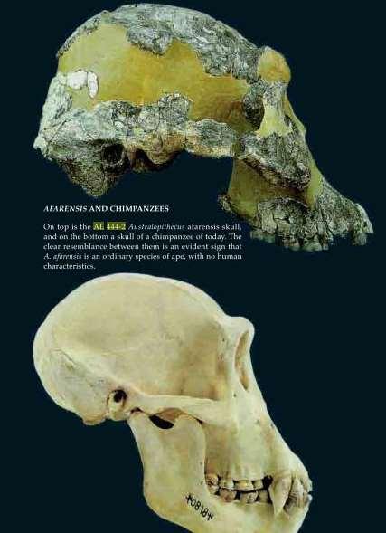 William H. Kimbel, Yoel Rak, and Donald Johanson, The Skull of Australopithecus afarensis, (New York: Oxford University Press, 2004.