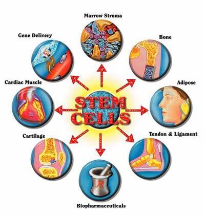 اخلالاي اجلذعية Cells) Stem )هي خالاي موجودة يف مجيع الكائنات احلية متعددة اخلالاي organisms),(multi-cellular هلا القابلية يف جتديد نفسها عن طريق االنشطار