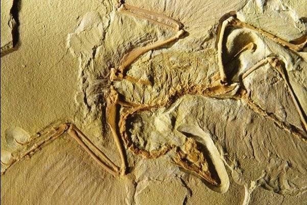 Archaeopteryx تحت صنف الطیور الحدیثة Subclass Neornithes وھذه تضم فوق رتبتین: فوق رتبة الطیور قدیمة الفك Superorder Paleognathae مثل النعامة Ostrich