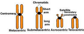المعدل السنتروميري (CI) = طول الذارع القصير( p )/ الطول الكلي للكروموسوم.