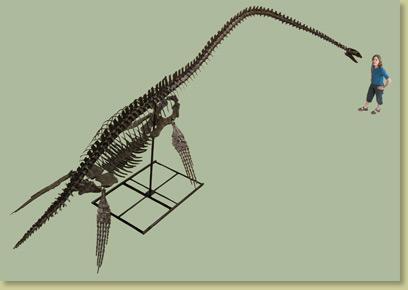Plesiosaurs were marine reptiles which spent much of their time in the open