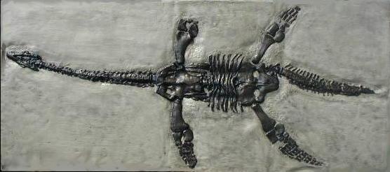 http://www.angelfire.com/mi/dinosaurs/images/casts/plesiosaurus_ray.j pg اخ ١ شا ٠ م ا ا ثؼل ا اػ ثبل ١ ال زا ا ه ف ١ فذ ٠ ا ٠ ق س http://www.unmuseum.org/lochness.