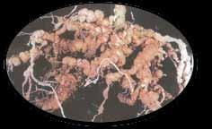 Pycmonotus leucotis mesopotamiae Hypoeolius ampeimus اآلفات الحيوانية غير الحشرية التي تصيب شجرة النخيل Neoseiulus californicus ثانيا : النيماتودا )الديدان الثعبانية( أاو الديدان اخليطية اأو االأ