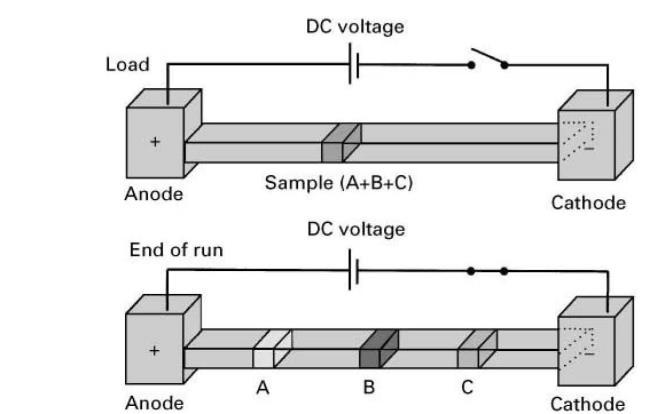 شكل )3-14( يمثل مبدأ الرحالن الكهربائي المناطقي ويمكن تحديد مواقع البقع على اإللكتروفوروغرام بسهولة بالنهج ذاته المتبع في الكروماتوغرافيا الورقية والطبقة الرقيقة.