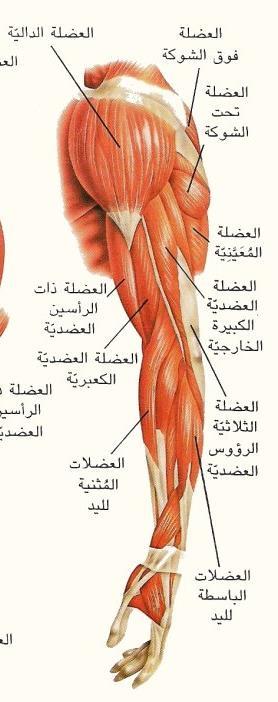 الدكتور وديع شديد الترلوة عضالت الكتف هي 6 ع: 1- العضلة الدال ة تغط الكتف و ؤد ي تمل صها إلى بسط الذراع أفم ا بع دا عن الجسم.