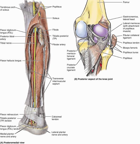 الجلد Skin األعصاب الجلدية Cutaneous Nerves العصب الجلدي الخلفي للفخذ :Posterior Cutaneous Nerve of the Thigh يمتد على السطح الخلفي للفخذ.