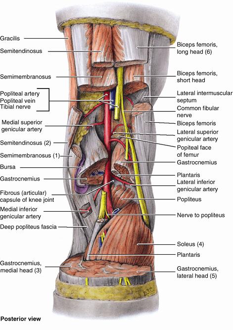 الشريان المأبضي Popliteal Artery يدخل الشريان المأبضي إلى الحفرة المأبضية من خالل فرجة )فتحتها السفلية( المقربة العظمى وذلك