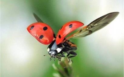 --- إنشاء وكتابة # 3 20-10( دقيقة( اقرأ البق قصيدة. تيشان هذا مثلال لشكلبلكك. Bugs! I look, I see, A ladybug flying at me!