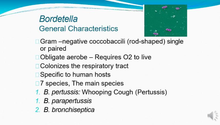 these include here those that are primarily/ exclusively pathogens of human respiratory tract ( Haemophilus & Bordettela) (Haemophilus & Bordettela) infect only & mainly Respiratory system.