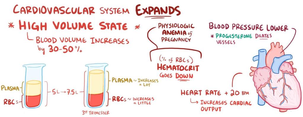 التغيرات الوظيفية أثناء الحمل التغي رات الهيمودينمية الجهازية: يزداد النتاج القلبي بمعد ل 50-40 % في األسبوع 26 للحمل.