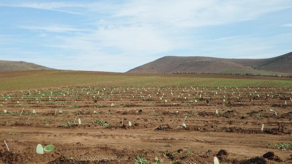 برنامج البحث الزراعي تجربة