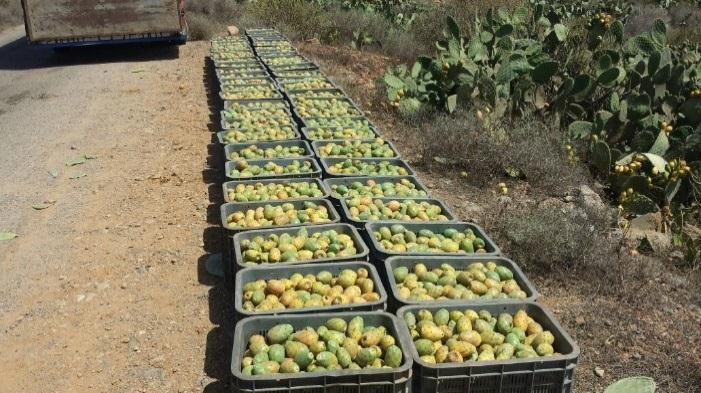 على المستوى البيئي فإن زارعة الصبار تساهم في منع انجراف التربة