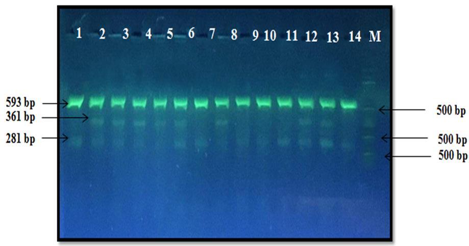 الشكل )3(: تبين ناتج تفاعل ال PCR الخاص بالتباين الو ارثي للجين (A1298C) MTHFR في مجموعة النساء ذوات فحص ال TORCH الموجب إذ إن M تمثل الدليل ألحجمي والعينات )1,7,9,10,11,14( تمثل bp للجين الرئيسي