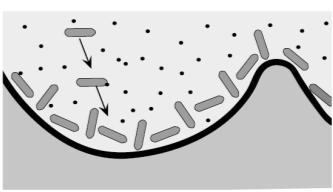 الحية ويشكل مع مرحلة السكون دورة خلوية. يقدم شكال مرحلتين من مراحل هذه الدورة عند خلية حيوانية. يمثل الشكل )أ( مرحلة السكون ويمثل الشكل )ب( الطور التمهيدي. 1.