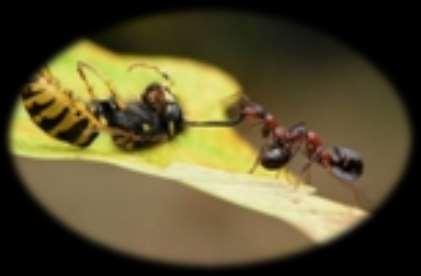النمل يحمل الموتى إلى المقبرة!