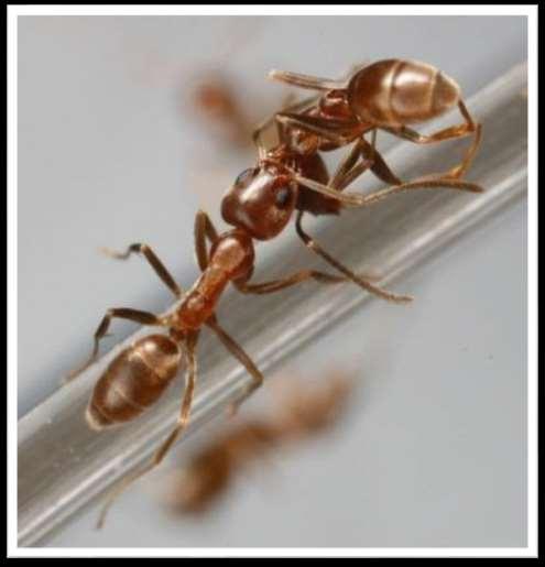 صورة لنملة تحمل نملة أخرى ميتة إلى مقبرة النمل!
