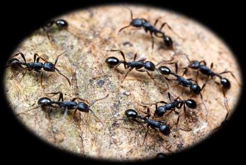 أكبر مستعمرة نمل في العالم لم أكن أتصور أن مستعمرة نمل واحدة يمكن أن تمتد من إيطاليا إلى إسبانيا!