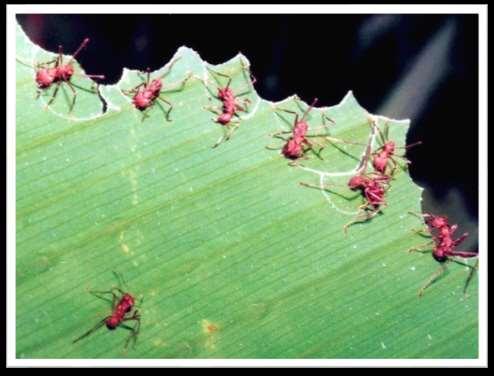 -3 وجد العلماء حديثا أن النبات يفرز مادة سامة أو روائح كريهة إلبعاد الخطر عنه وذلك عندما تأتي الحشرات لتأكل من أوراقه.