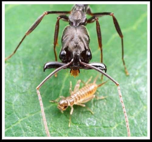 يقوم النبات بإفراز مادة عطرية تجذب الحشرات الكبيرة مثل النمل فتعلم من خالل هذه الرائحة أن هناك وجبة دسمة على سطح هذه الورقة فتأتي النملة على الفور وتهاجم الحشرة الصغيرة وتأكلها وبالتالي تخلص النبات