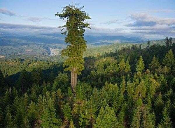 أطول شجرة في العالم يزيد في الخلق ما يشاء" عندما ننظر حولنا نرى عظمة الخالق