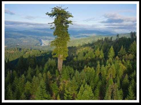 أطول شجرة في العالم يبلغ ارتفاعها 112 بالواليات المتحدة األمريكية.