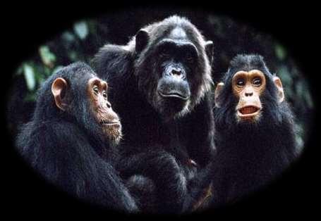 القردة واألخالق بحث جديد يظهر أن كثير من الحيوانات ومنها القردة لها أخالق بالفطرة وتستطيع التمييز
