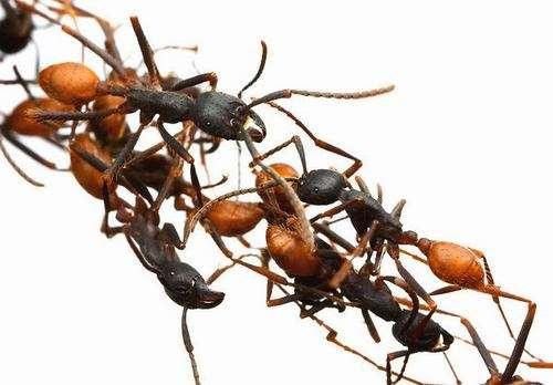 اكتشف باحثان بريطانيان أن لدى النملة حسا عاليا بالمسؤولية واستعدادا لتحمل المشاق من أجل مساعدة رفاقها اآلخرين.