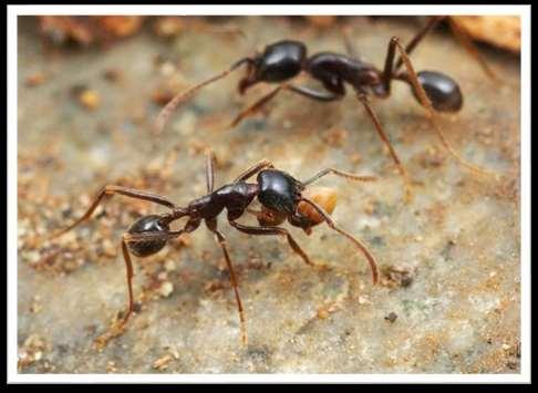 قال باحثون بريطانيون إنهم توصلوا إلى أول دليل على وجود تعليم لدى الحيوانات ويتمثل في نمل يعلم بعضه بعضا الطريق إلى الغذاء.