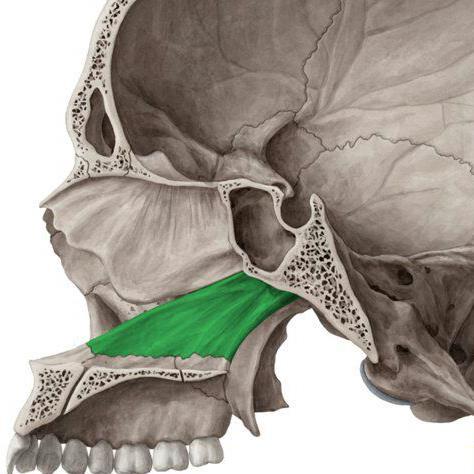 120 نظري 10 2018 تشريح الرأس والعنق أوال عظم الفك العلوي Maxilla أكبر عظام الوجه بعد عظم الفك السفلي يتمفصل مع عظام القسم العلوي للكتلة الوج Pdf تحميل مجاني