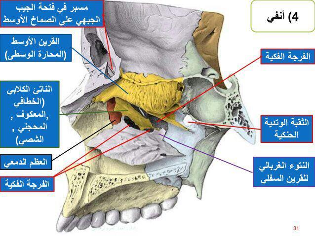 120 نظري 10 2018 تشريح الرأس والعنق أوال عظم الفك العلوي Maxilla أكبر عظام الوجه بعد عظم الفك السفلي يتمفصل مع عظام القسم العلوي للكتلة الوج Pdf تحميل مجاني