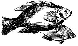 فصيلة الصبوغيات يحفظ ويباع معلبا. البلطي : 3 سمك من الفصيلة البلطية له أجسام مفلطحة الجانبين مغطاة بقشور هدبية أو مشطية.