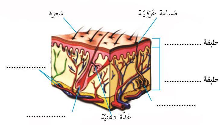 كيف نحمي أنفسنا من أم ارض الجلد -3 أ-... ب-......... ج- د- السؤال الخامس : - أكمل المخطط التالي الجلد......... غدد دهنية.