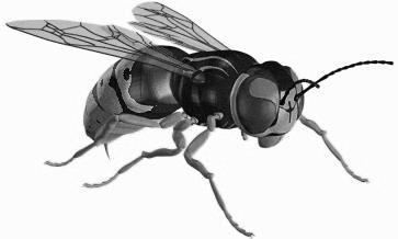 أنواع المفصليات : تضم المفصليات المجموعات التالية : أ ) الحشرات ( سداسية األرجل (: أكبر مجموعات المفصليات ( يعرف حاليا قرابة 700000 نوع