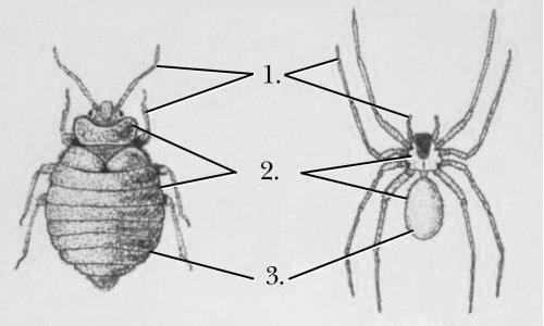 ب ) العنكبيات ( ثمانية األرجل ) : تضم هذه المجموعة من المفصليات كل من العناكب والعقارب والق راد.