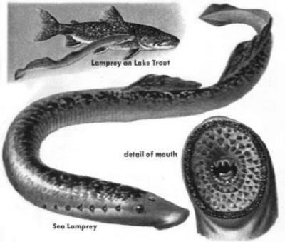 هناك ثالث مجموعات رئيسية لألسماك وهي : األسماك العظمية و الال فكيات واألسماك الغضروفية.