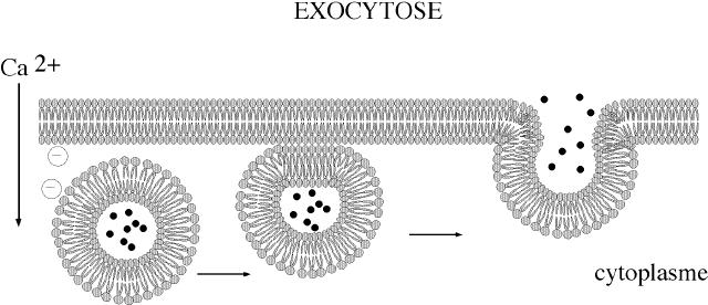 ا ص ١ مخ 13 فالي ظب وح االفواط ٠ ز exocytose رغل ٠ ل ا غشبء ا ١ ز ثالى.