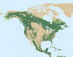 أمريكا الشمالية يوجد في Gإقليم Gأمريكا الûشمالية الذي يتكون من 3 بلدان ومنطقتين )الûشكل 36( 7 في المائة من Sسكان العالم و 16 في المائة من مùساحة GأراVضي العالم و 17 في المائة من مùساحة غابات العالم