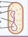 2 1 3 3 الشكل يمثل عملية أكمل البيانات على الرسم : 1- شوكة التضاعف 2- إنزيم بلمرDNA 3- فقاعة تضاعف تضاعف حمضDNA - 4- الشكل الذي أمامك يمثل خلية بكتيرية والتي تمتلك كروموسوما) )DNA دائريا والمطلوب