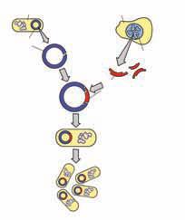 هي قطع حلقية صغيرة من حمض DNA منفصلة عن الكروموسوم البكتيري و تستخدم كناقل لحمض. DNA 3- إنزيمات القطع : هي إنزيمات تقطع حمض DNA عند مواقع محددة.