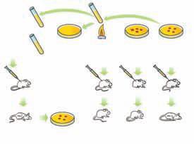 2- كيف تستنتج من تجربة جريفث أن المادة الوراثية ليست بروتينا.