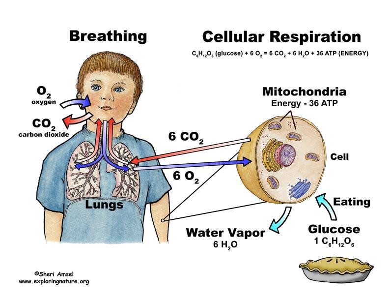 أين تحدث عملية التنفس