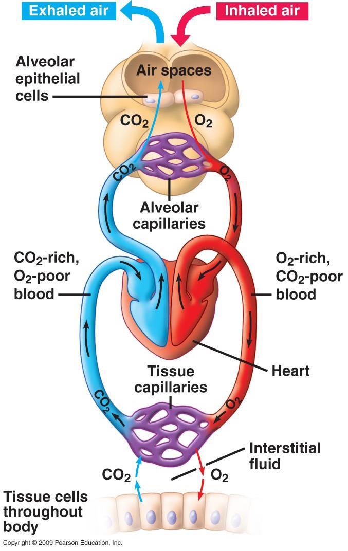 ما العالقة بين عملية التنفس الخلوي و الجهاز الدوري و الجهاز التنفسي يزود الجهاز التنفسي خاليا الجسم باألكسجين الالزم لتحرير الطاقة المخزونة في الروابط الكيميائية للمواد الغذائية و يساهم في تخليص