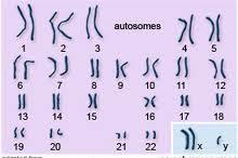 المجموعة ( ب ) 1 -كرموسومات جسميه 4 -كرموسومات جنسية 2n- n- -2 كروموسوم - كروموسوم المجموعة ( أ ) الصيغة الكروموسومية للخاليا الجسدية ازواج كرموسومات متماثلة الصيغة الكروموسومية للخاليا الجنسية النمط